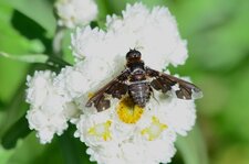 Exoprosopa dorcadion
