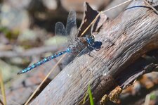 Aeshna sitchensis
