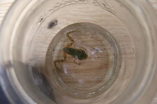 Jeune grenouille