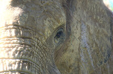 Eléphant