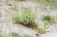 Euphorbe maritime - Euphorbia paralias