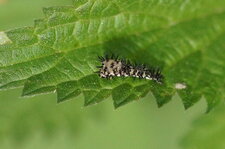 Fausse-chenille de Périclista sp.