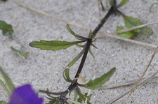 Feuille de Violette de Curtis
