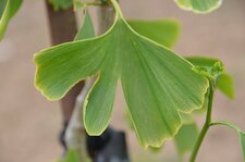 Feuille de Ginkgo Biloba