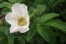 Fleur d