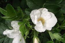 Fleur d