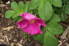 Fleur d