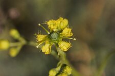 Fleur de Rue à feuilles étroites - sous réserve