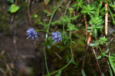 Fleur bleue ???