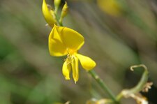 Fleur de genêt