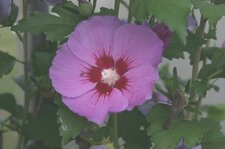 Hibiscus syriacus