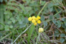 Fleur jaune des dunes