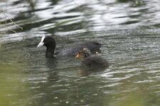 Foulques macroules