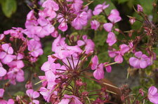 Géranium