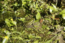Grenouille verte