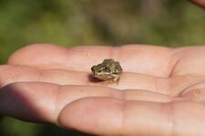 Grenouille verte