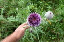 Fleur de Cirse Laineux