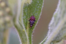 Deraeocoris ruber juvénile