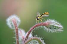 Syrphe (Sphaerophoria sp.)