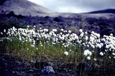 Linaigrette