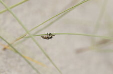 Larve de coccinelle