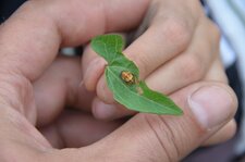 Cocon de coccinelle