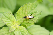Lepture tachetée - Leptura maculata