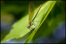 Calopteryx sp.