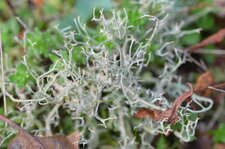 Lichen