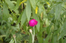 Lychnis coronaria