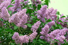 Lilas