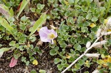 Liseron des sables - Calystegia soldanella