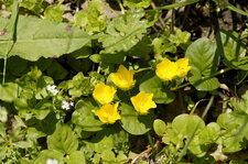 Lysimaque nummulaire - Herbe aux écus