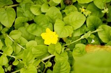 Lysimaque nummulaire