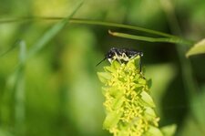 Macrophya montana