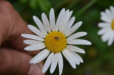 Marguerite et mouche