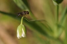 Melanostoma sp. - sous réserve