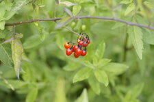 Morelle douce amère en fruit