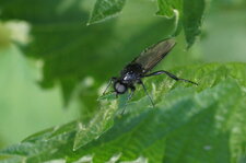 Mouche de la St Marc