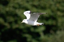 Mouette rieuse
