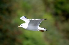Mouette rieuse
