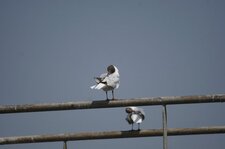 Mouettes rieuses