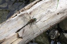 La Cordulie à corps fin (Oxygastra curtisii)