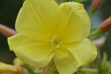 Fleur d