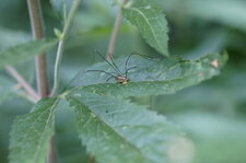 Opilion sp.