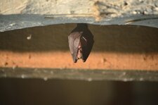 Chauve souris