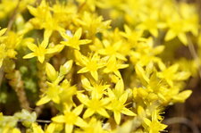 Fleurs d
