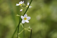 Hottonie des marais