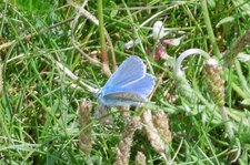 Papillon "demi-argus"