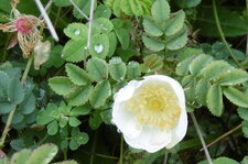 Rose pimprenelle